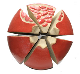 Pomegranate ll Pomegranate ll